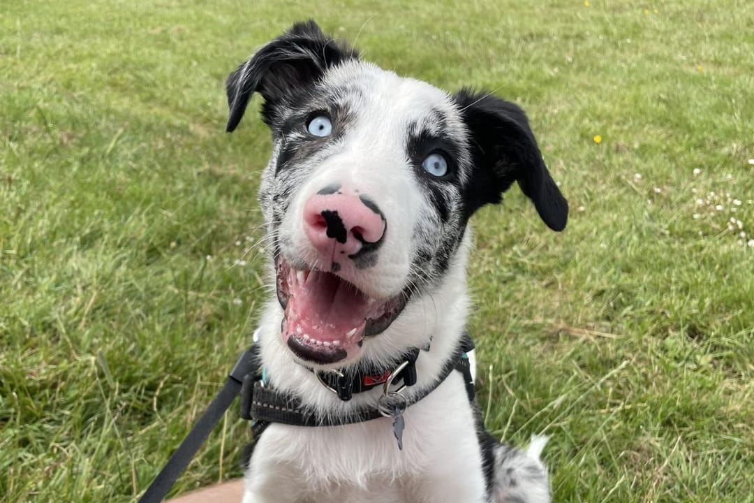 Doggy member Cooper, the Border Collie, enjoying a walk with his borrower