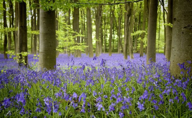 A carpet of bluebells at Cowleaze Woods, Aylesbury