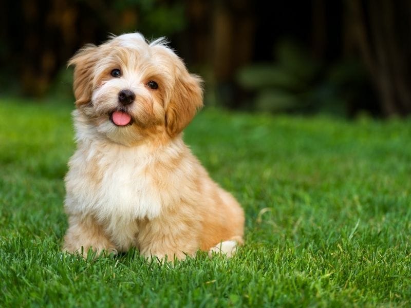 Havanese Dog Breed Guide: Care, training and fun facts