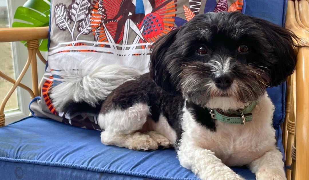 Doggy member Yoshi, the Havanese, sitting on a wicker chair in the conservatory of his dog sitters