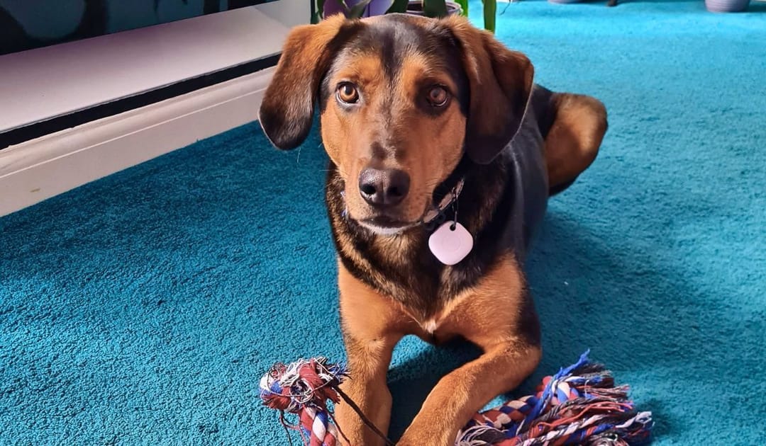 Doggy member Baku, the Cross Breed, lying on the floor in the living room with his rope toy