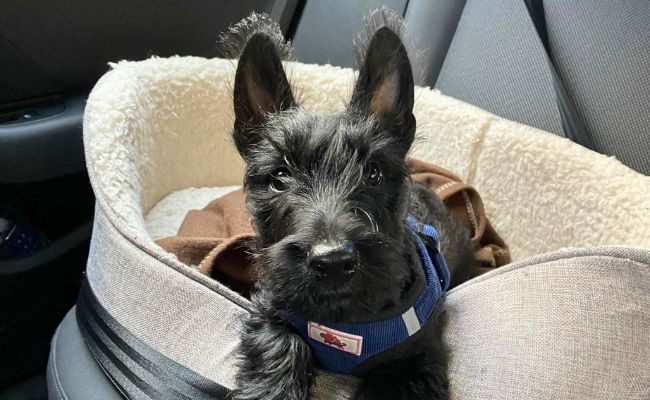 Doggy member Huxley, the Scottish Terrier puppy lying down in his car bed