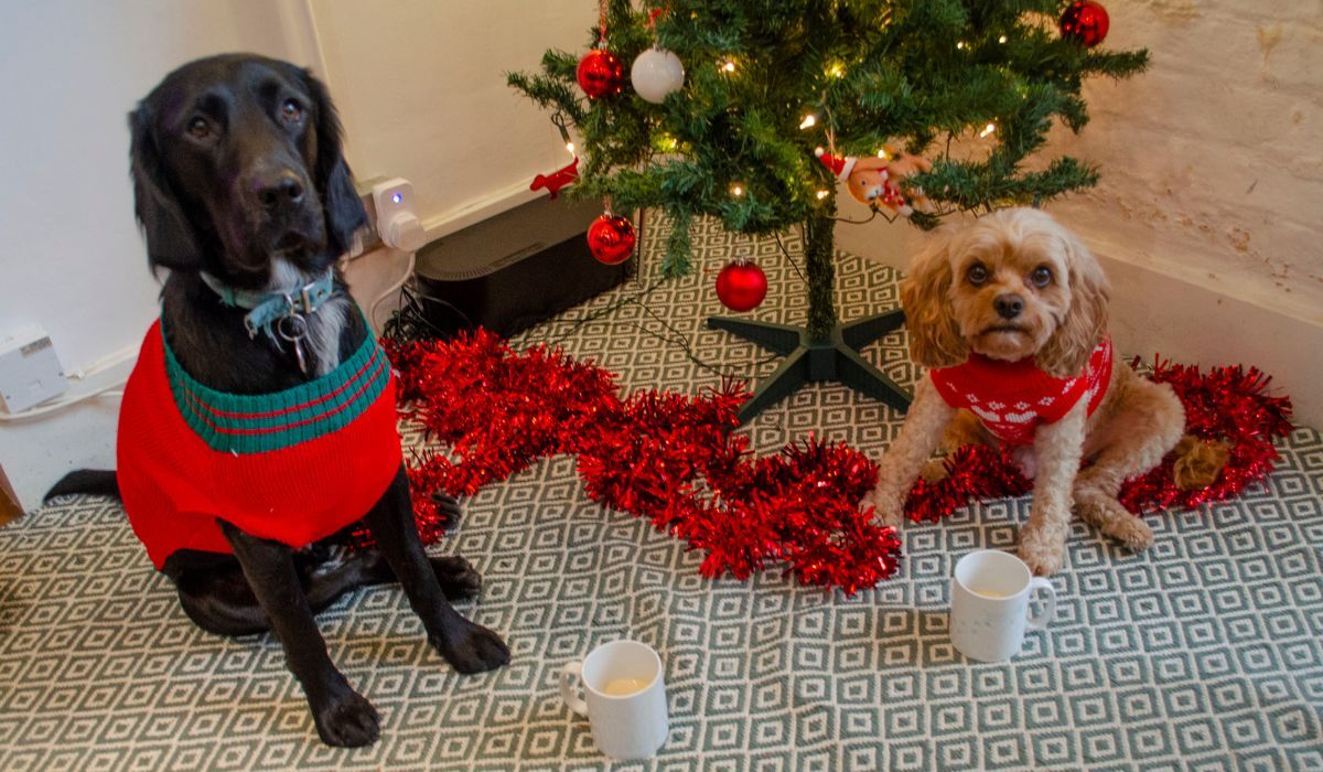 Two cute pooches, wearing Christmas jumpers, sitting with DogNog