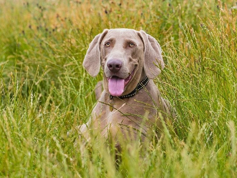 A large male Weimaraner is sitting happily in the long grass on a late summer's afternoon