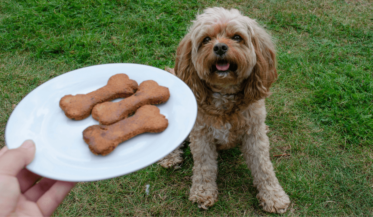 A cute, fluffy pooch sits waiting for a plate of Blueberry Biscuit Bones.